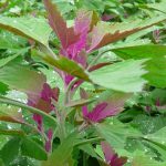 アカザの使い方と効能|虫刺され・腫物や整腸作用もありビタミン豊富