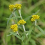 ハハコグサの食用と母子草茶の効果効能|咳止めや気管の炎症に
