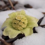 フキ/フキノトウの食べ方と効能|苦味やアクの強さが胃腸に効果あり