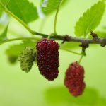 桑の葉茶の作り方と効果|クワの実も疲労回復や血液サラサラ効果