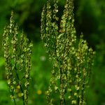 ギシギシの用い方と効果|皮膚病などの抗菌作用や胃腸病などの緩下に